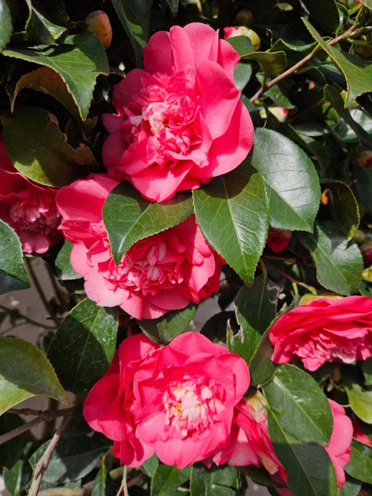 Villa Les Camelias Selles-sur-Cher Esterno foto